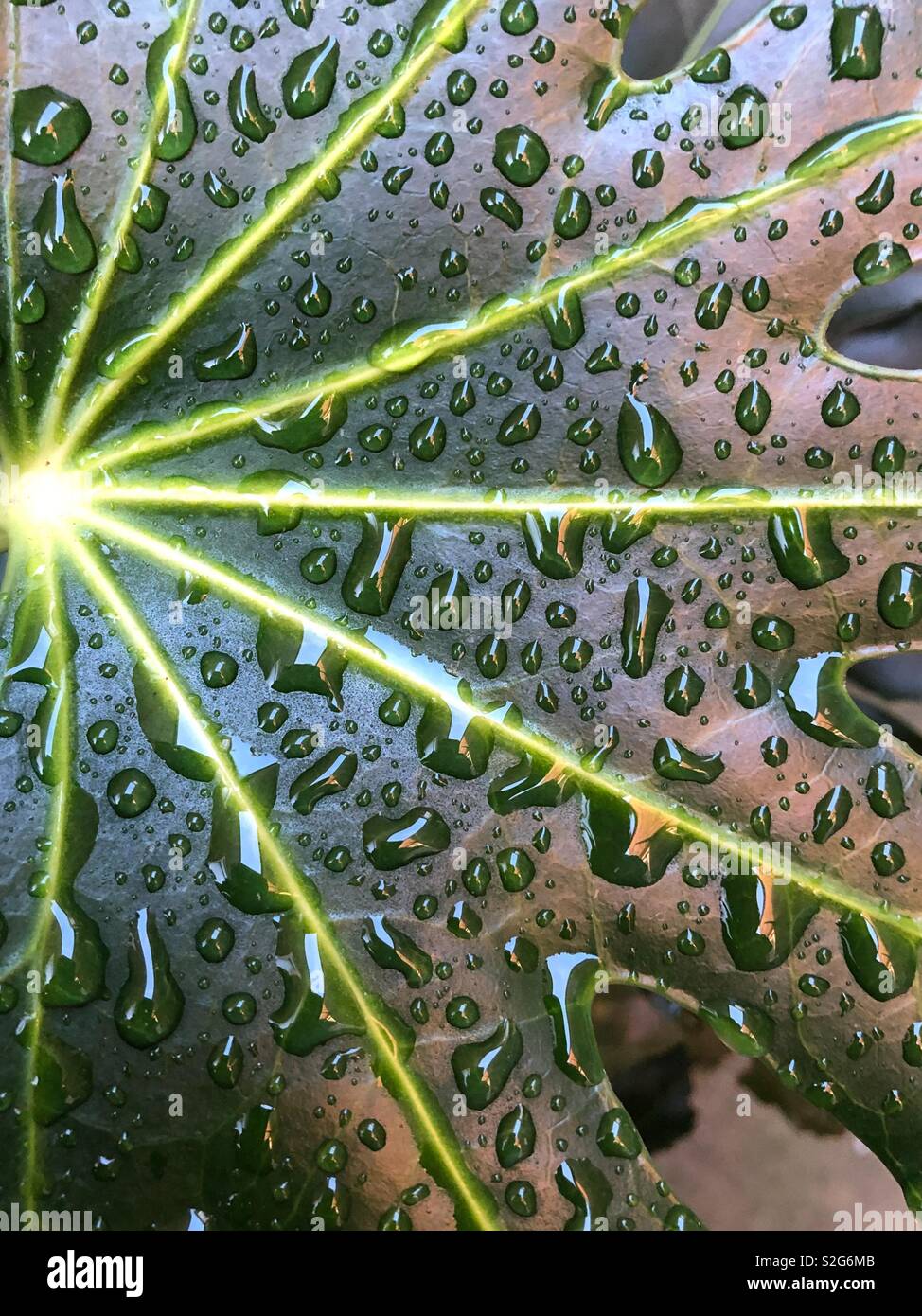 Castor oil leaf with morning dew Stock Photo Alamy