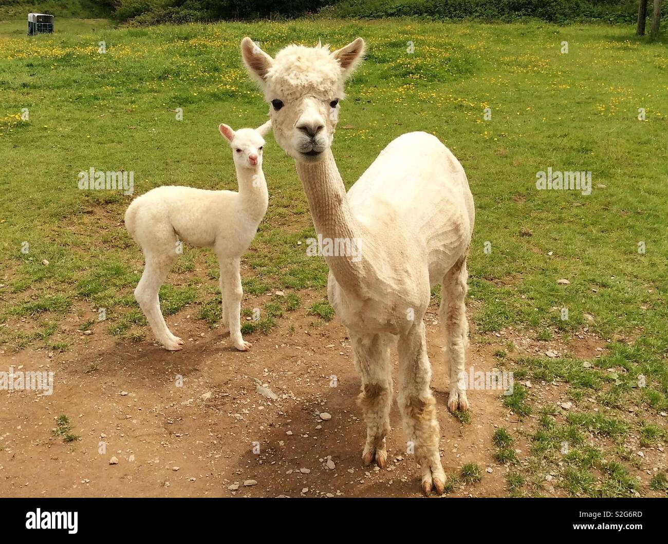 Mother and baby Llama Stock Photo