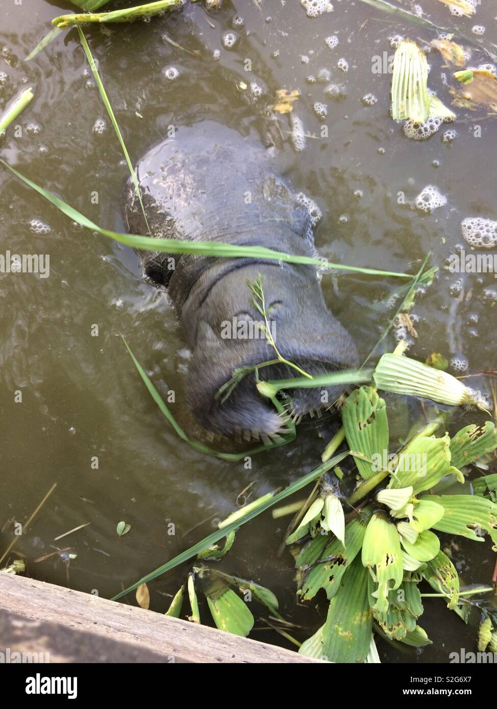 Manatee eating grass hi-res stock photography and images - Alamy