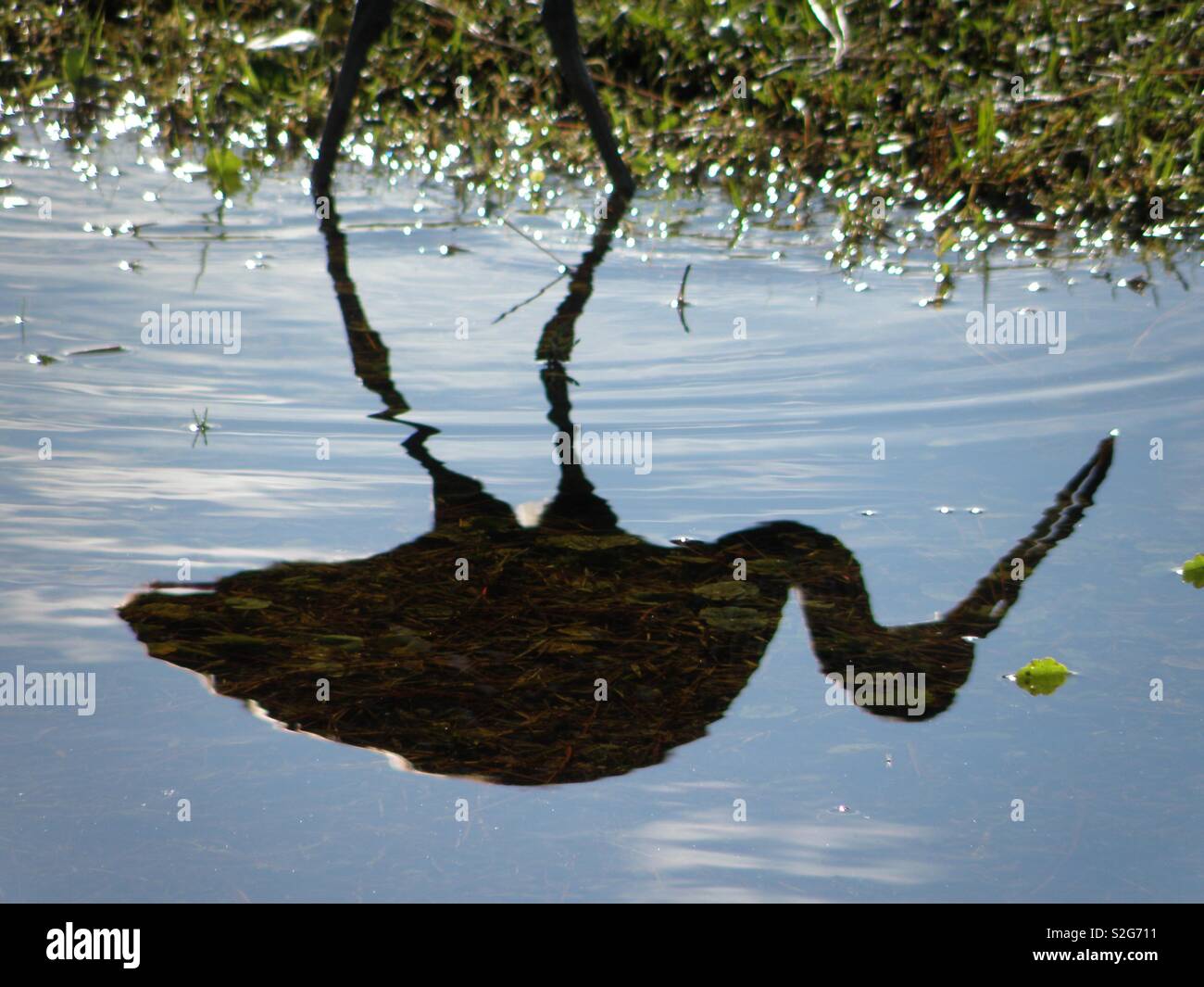 Limpkin - Smartphone Captured Stock Image