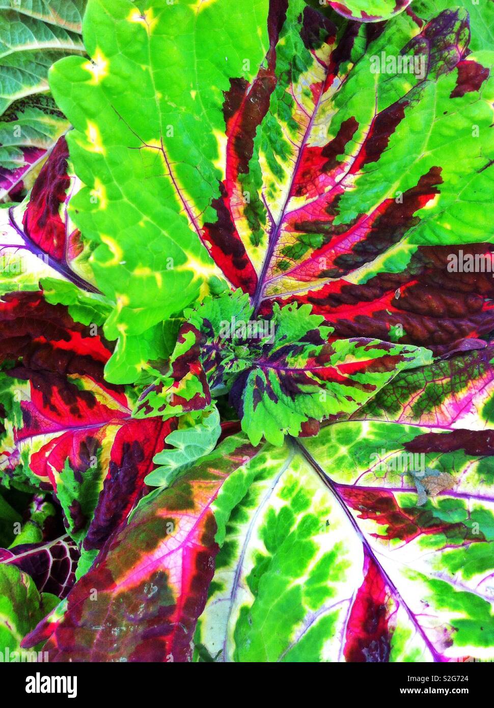Green red coleus leaves Stock Photo