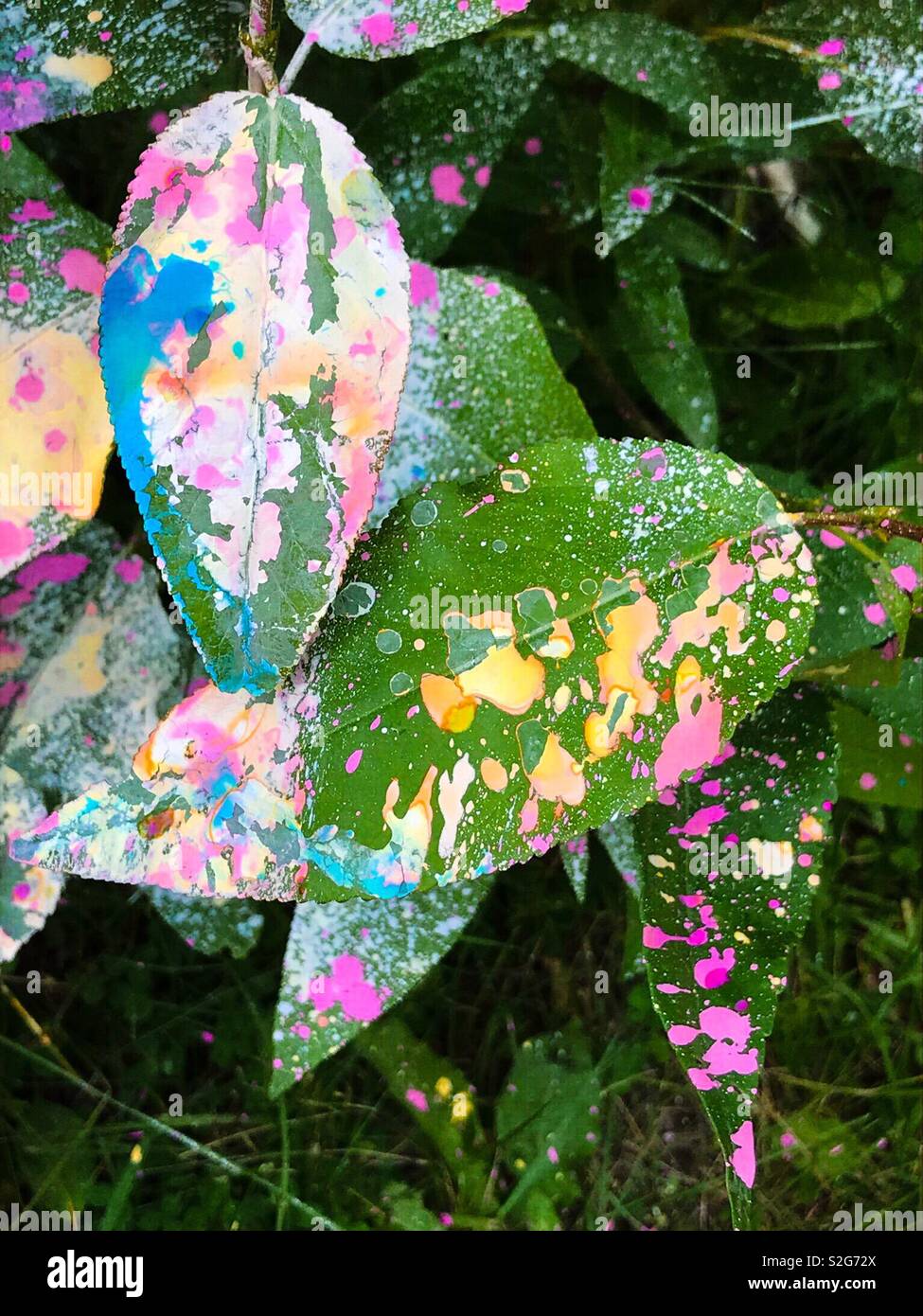 Colourful chalk paint splatters on wild foliage. - Smartphone Captured Stock Image
