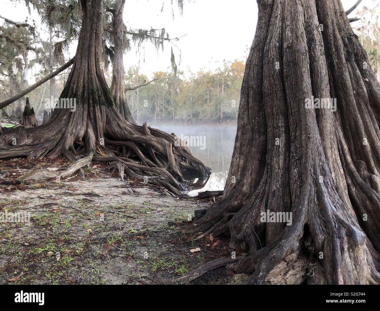 Old cypress tree Stock Photo Alamy