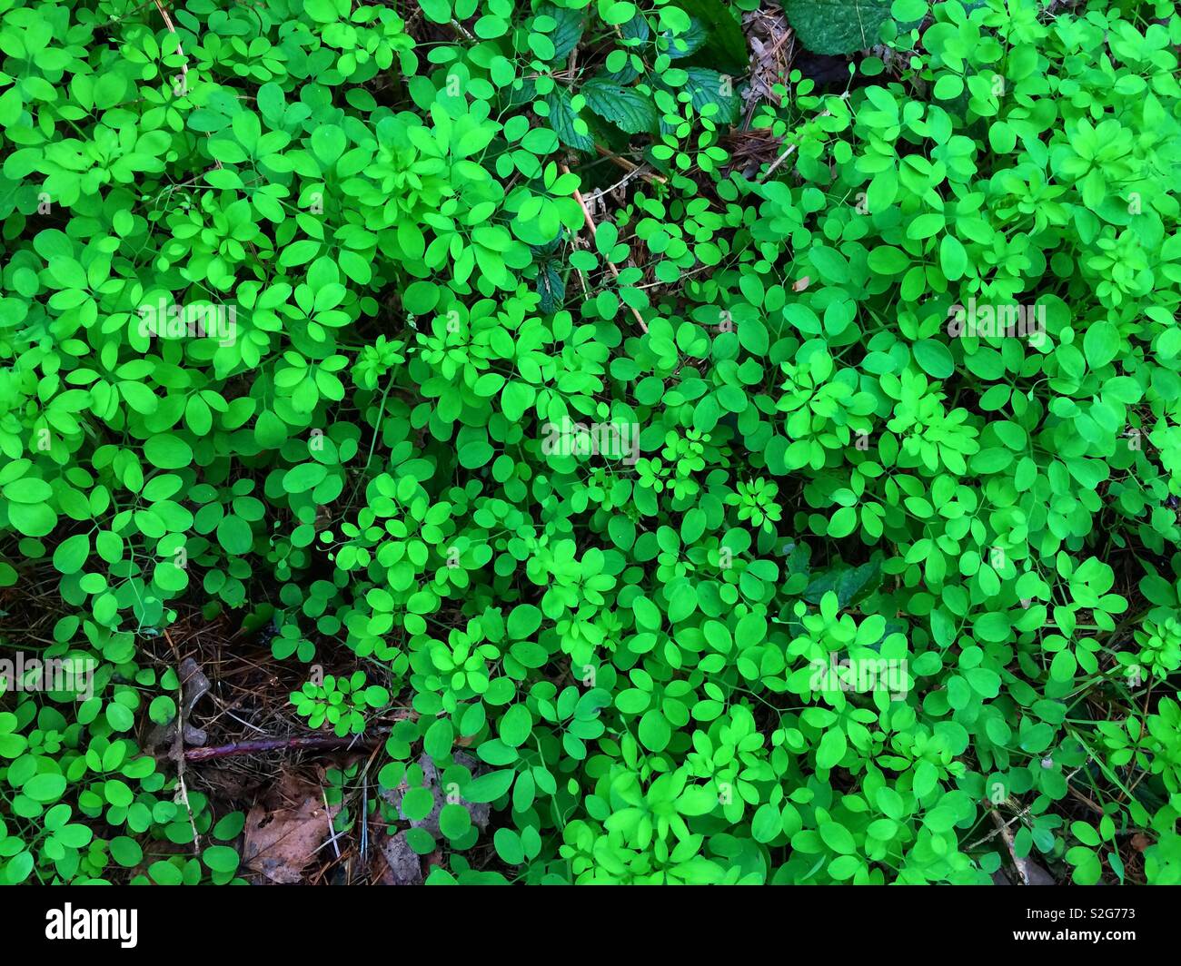 Bright emerald green plants in a winter woodland Stock Photo