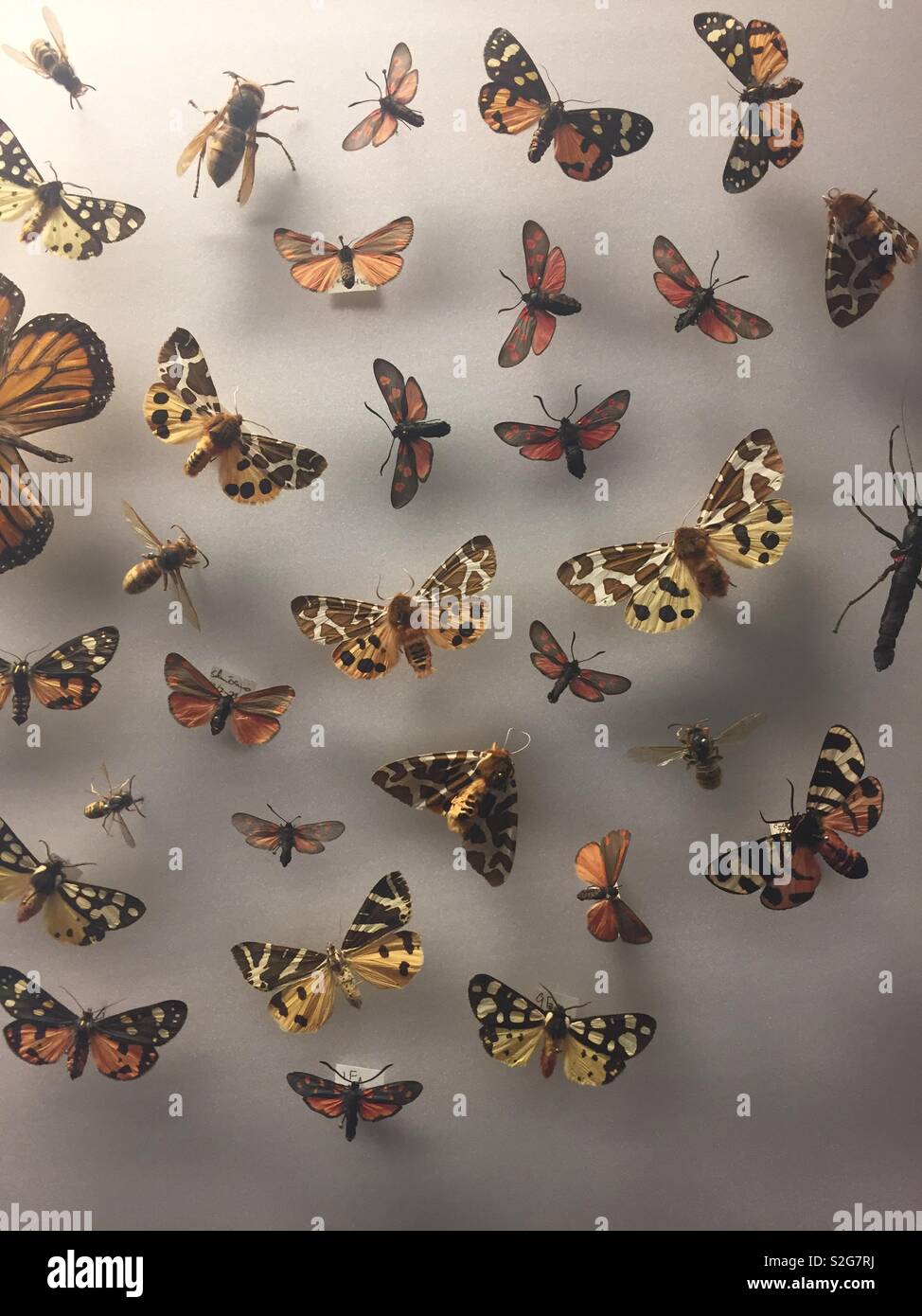 Butterflies - Smartphone Captured Stock Image