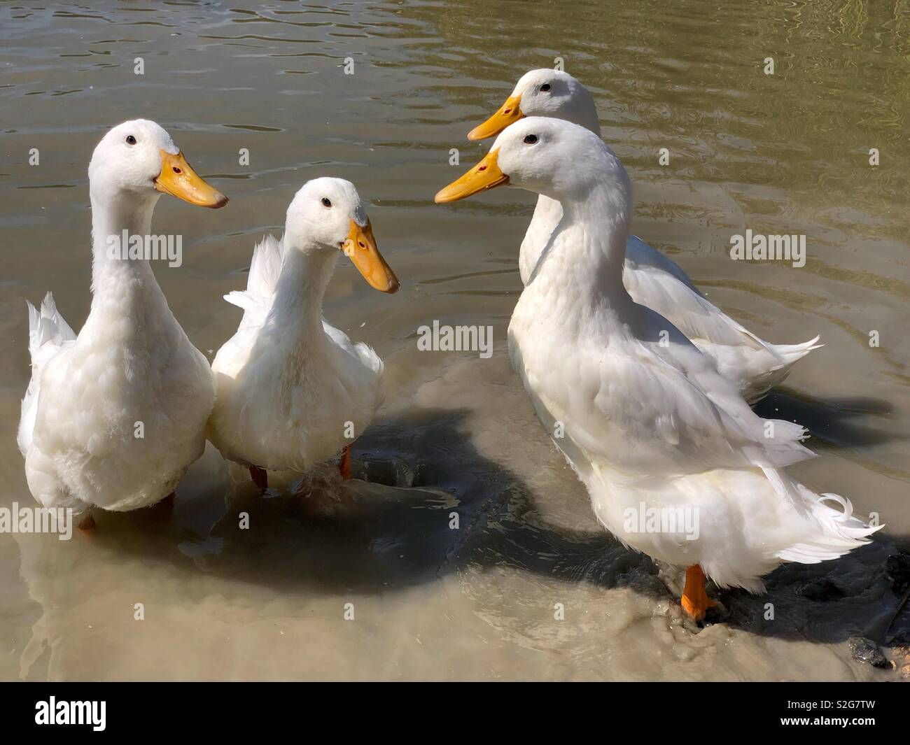 Collection of four Pekin Aylesbury ducks - Smartphone Captured Stock Image
