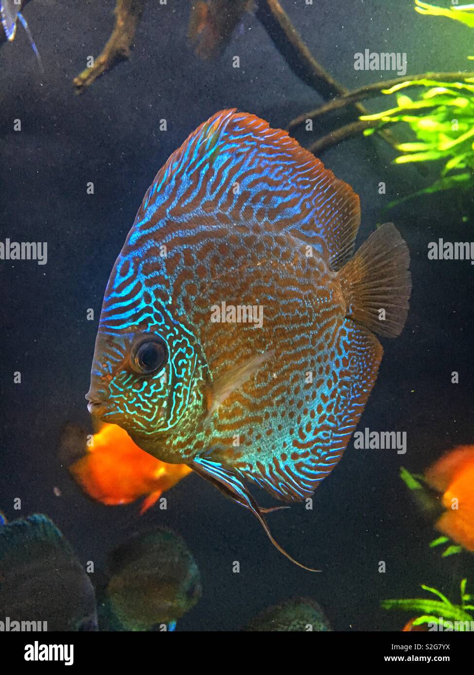 Fluorescent Fish at the Atlanta Aquarium Stock Photo