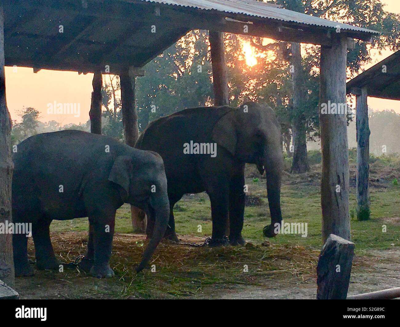 Elephants at the Elephant at the Elephant breeding and training center, Chitwan national park, Nepal. Stock Photo
