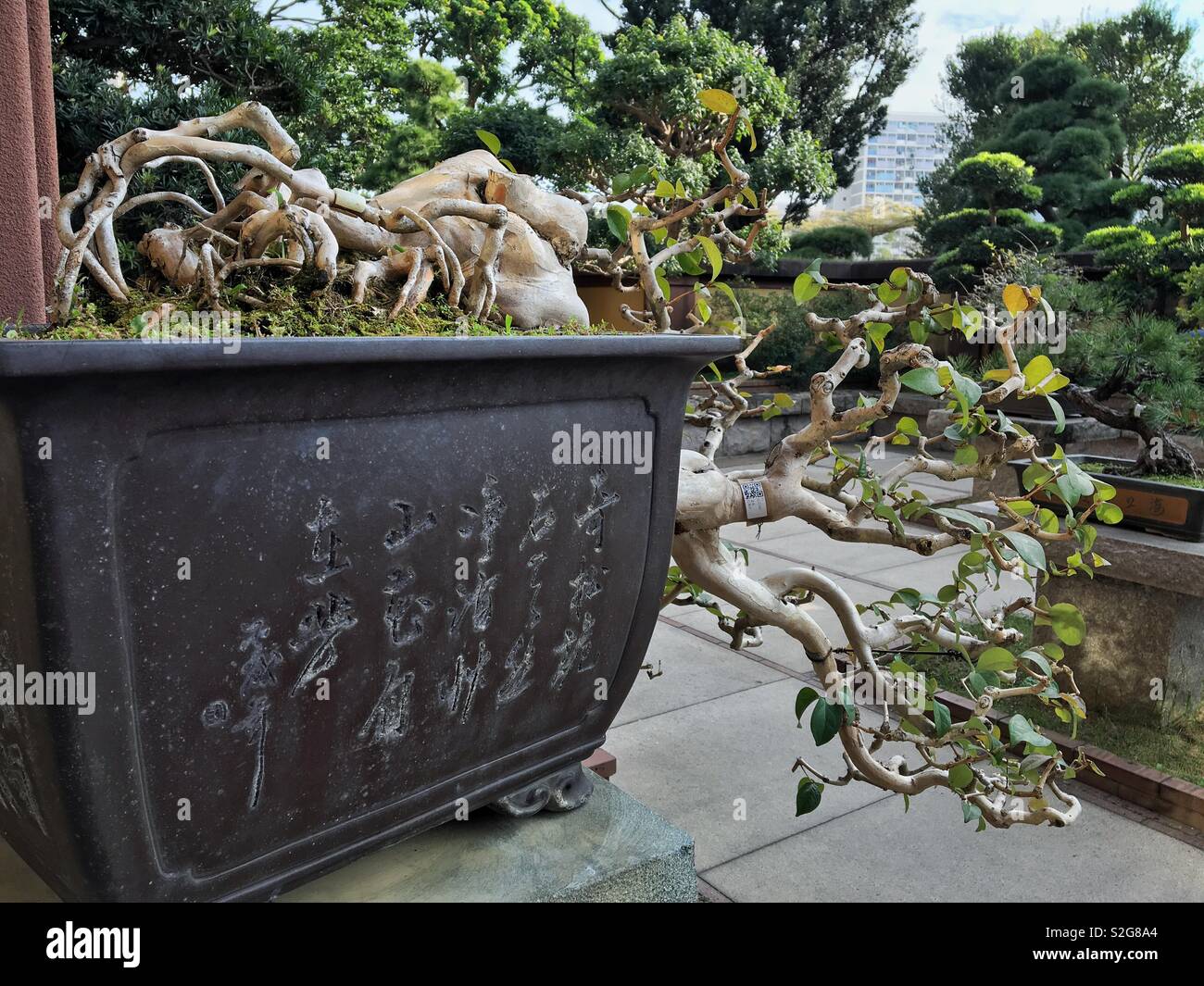 Fallen Bonsai Stock Photo