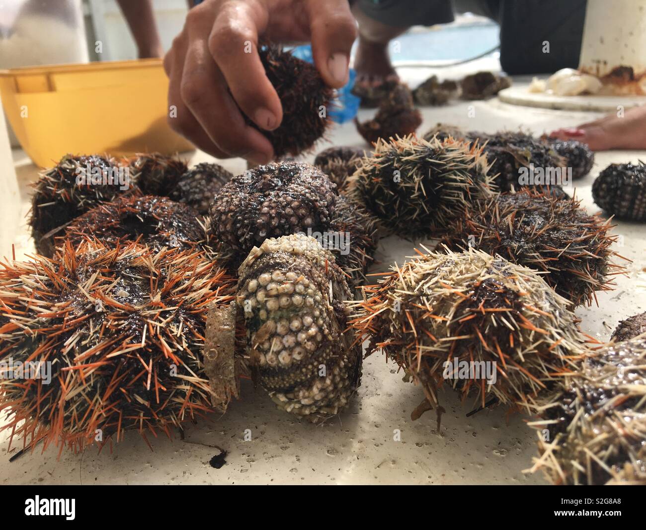 Fresh Urchins Stock Photo