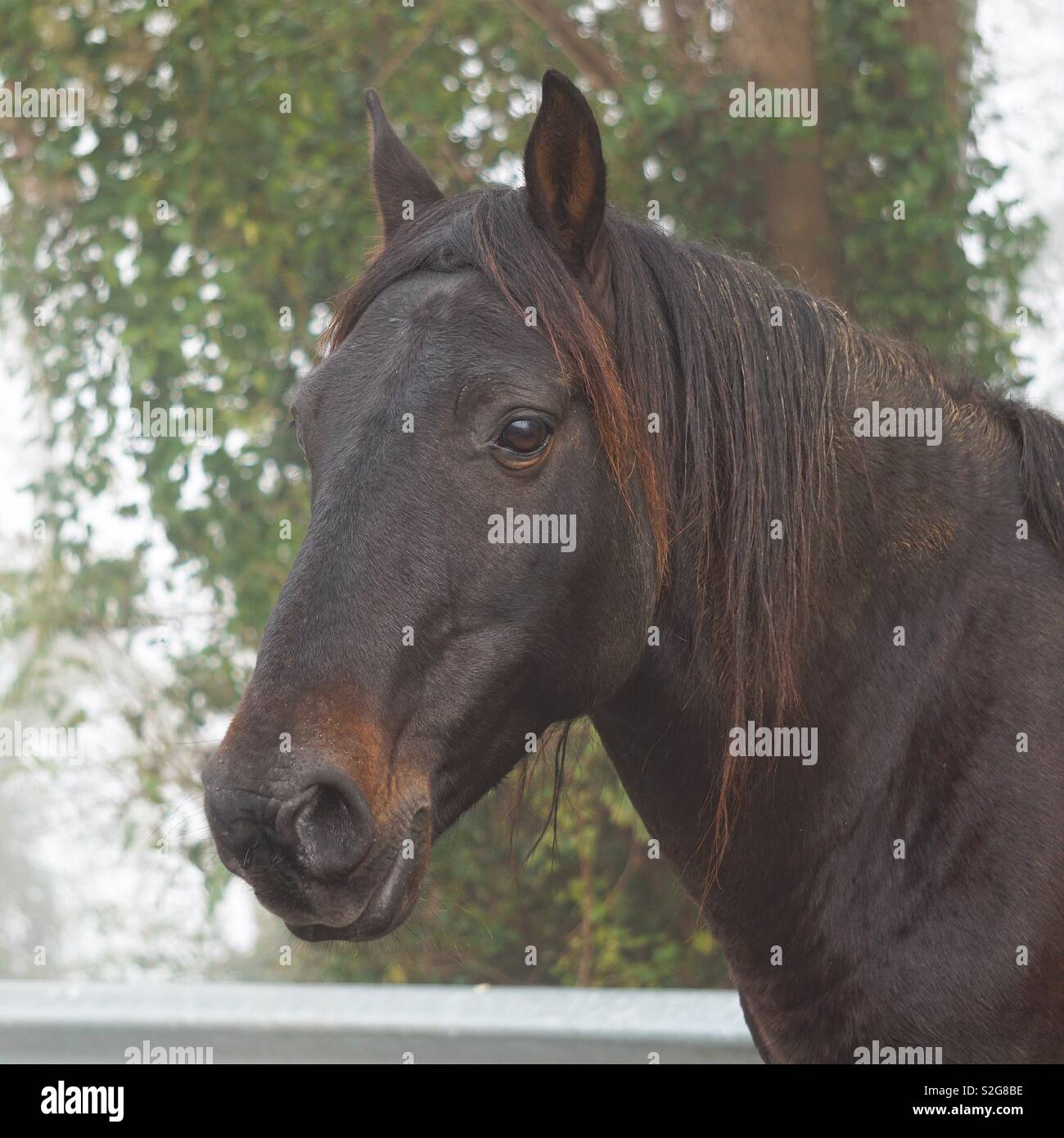 Black horse portrait hi-res stock photography and images - Alamy