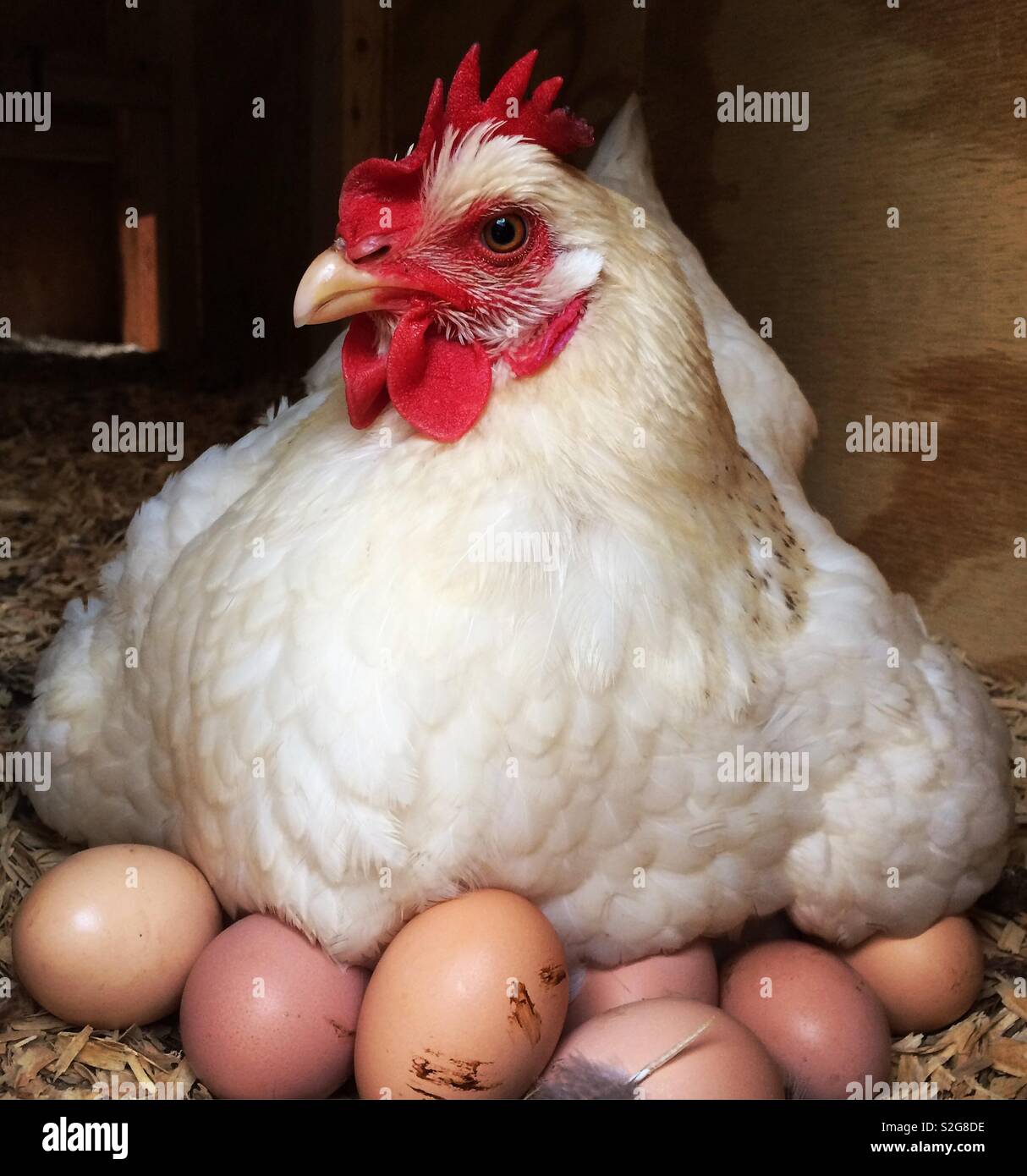hen giving egg