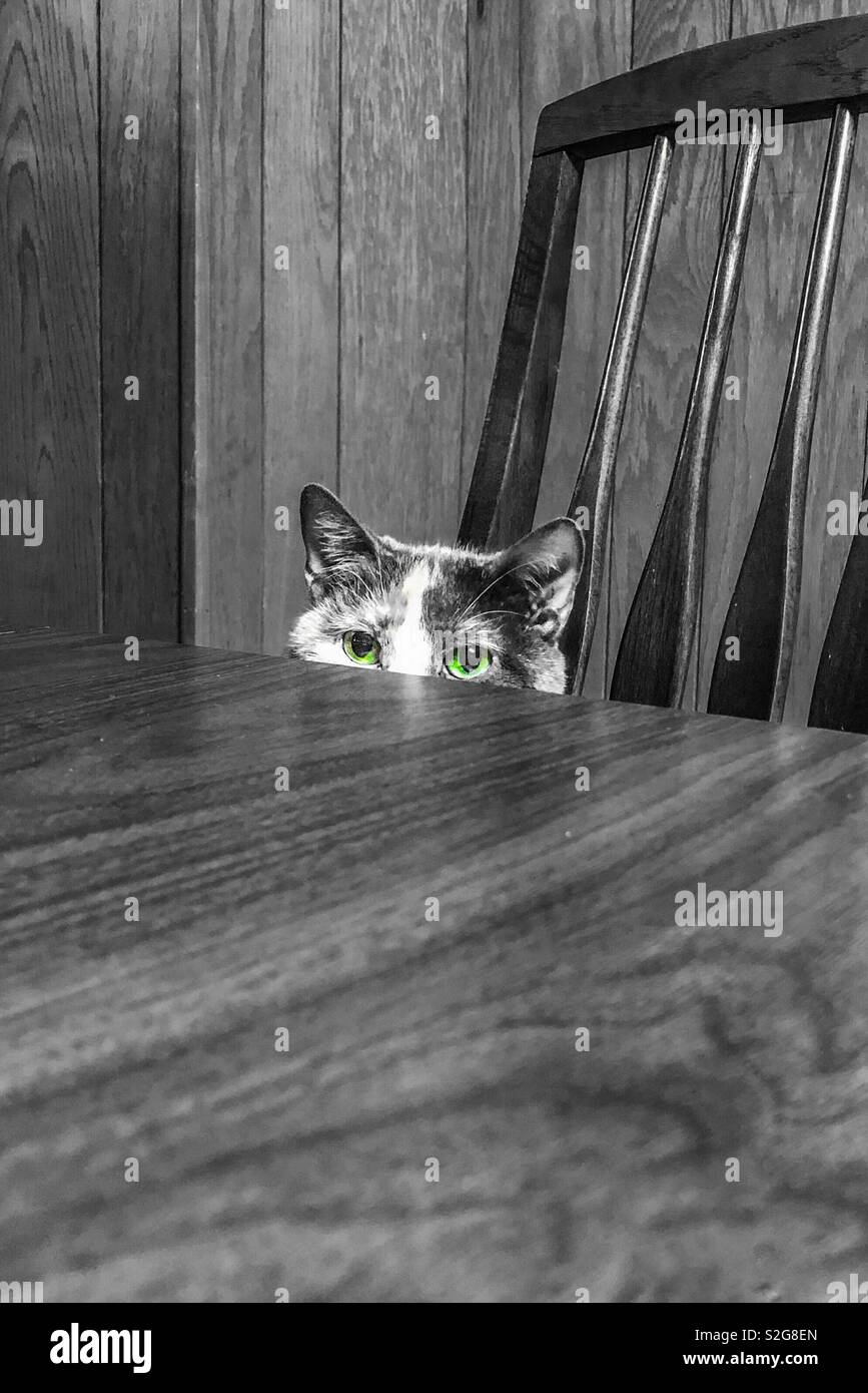 A cat with green eyes peers over the edge of a table. Image is black and white with only the green eyes in color. - Smartphone Captured Stock Image