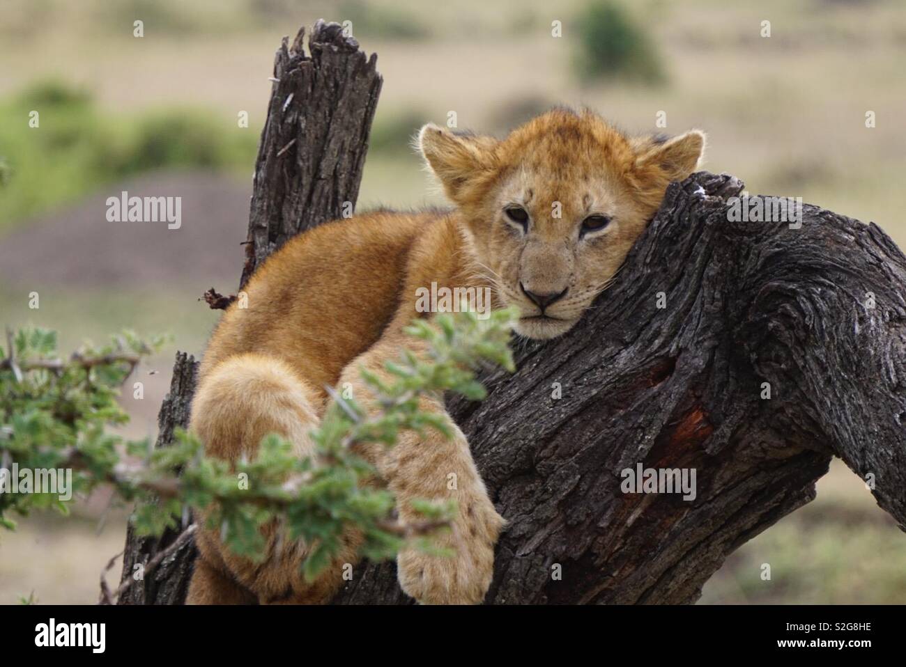 Lion of masai mara hi-res stock photography and images - Alamy