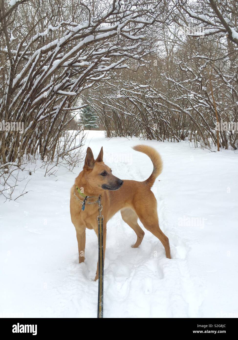 Australian Cattle Dog (Red Heeler), Saint Paul, Minnesota Stock Photo