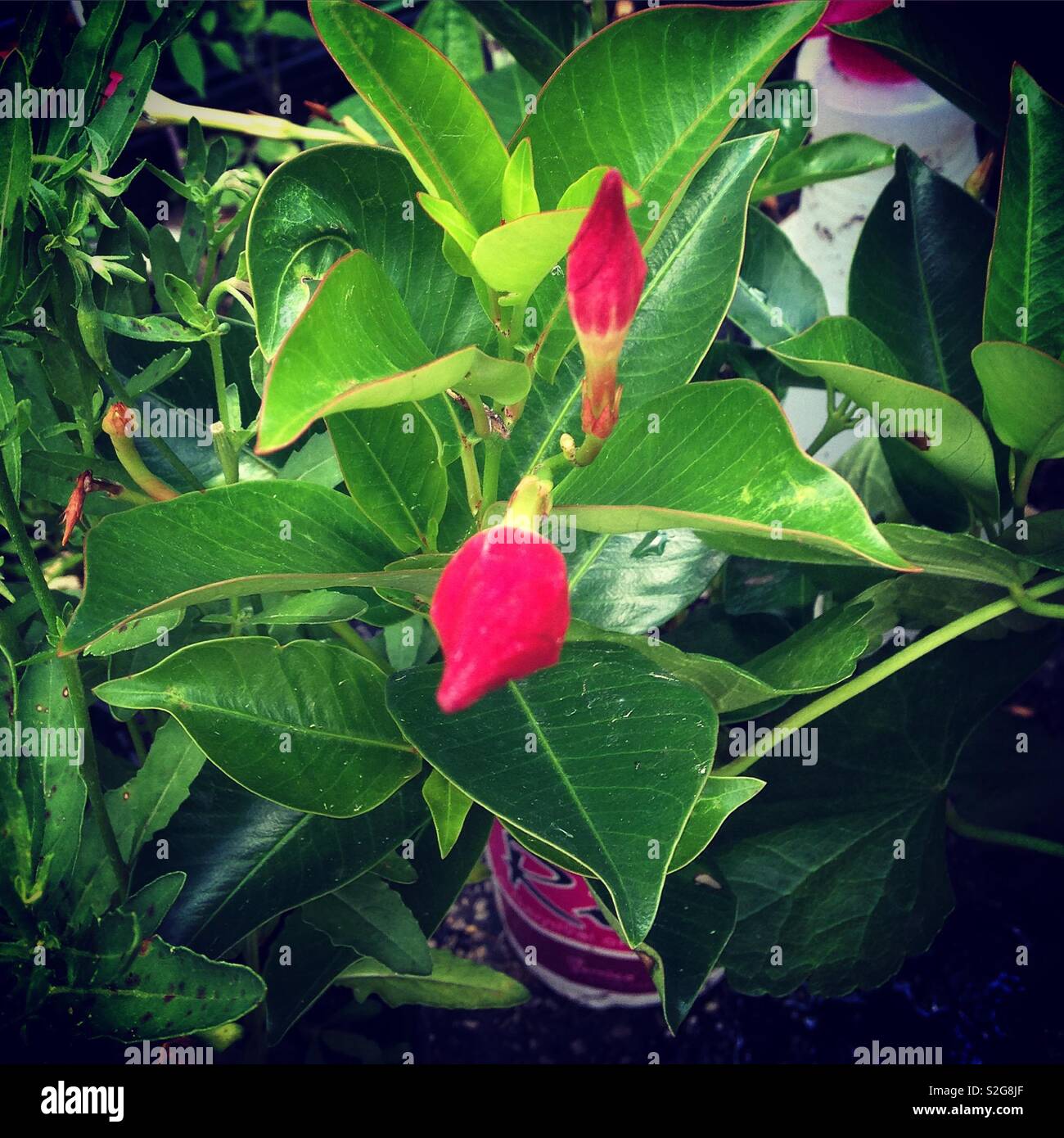 Pink Flower and Green Leaves Stock Photo - Alamy