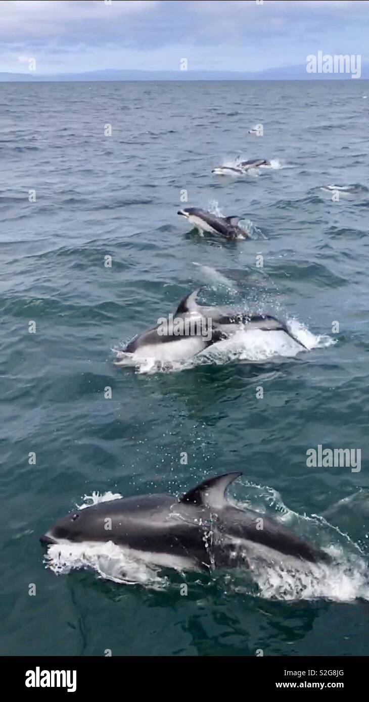 Dolphins swimming off the coast of Moss Landing, California. Stock Photo
