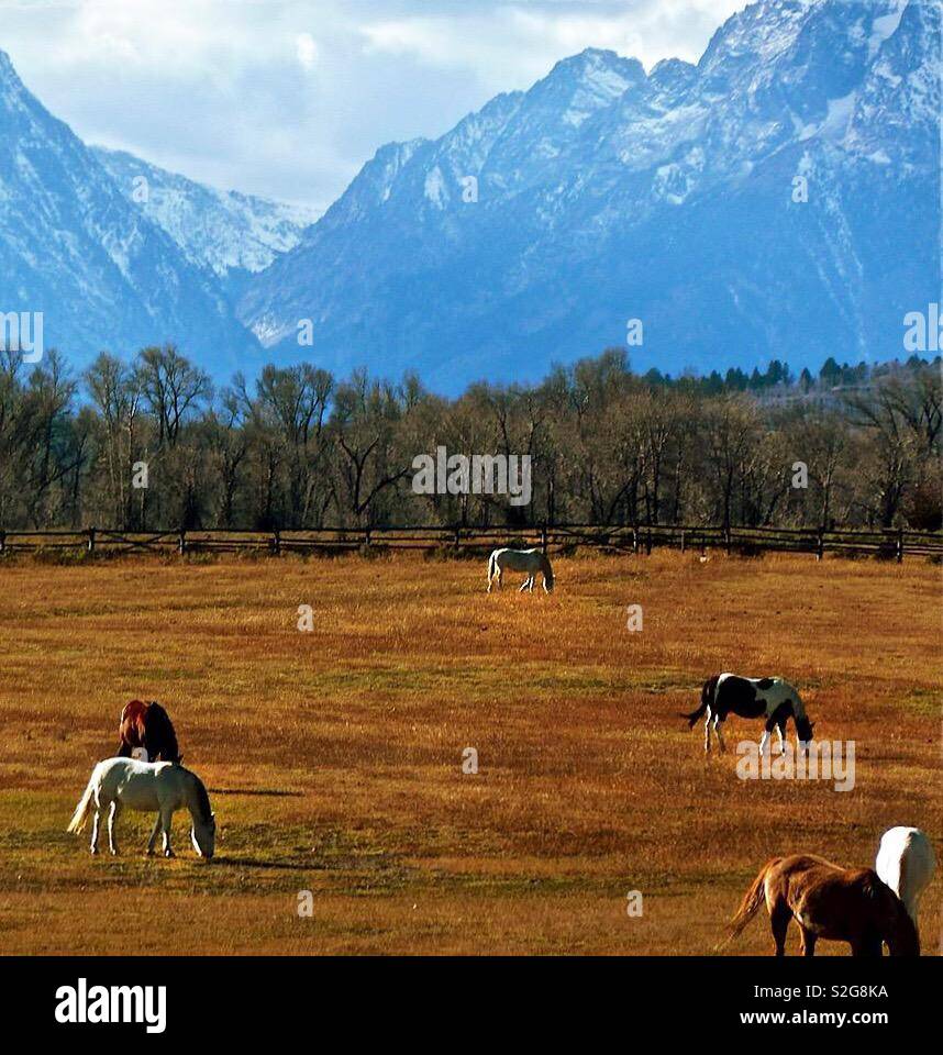 Grand Teton mountains surrounding a horse pasture in Wyoming USA - Smartphone Captured Stock Image