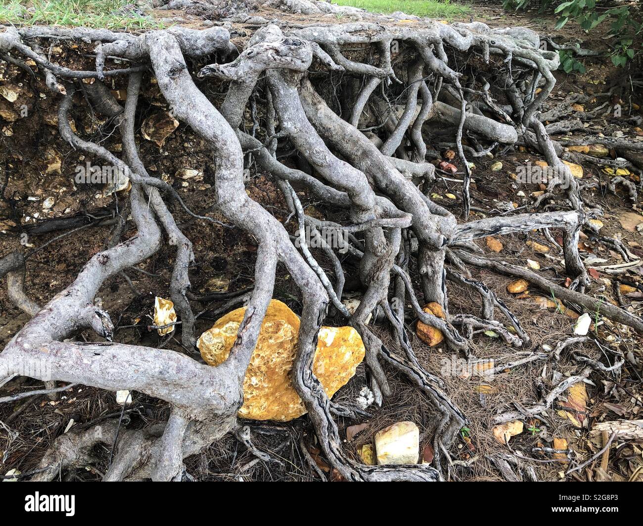 Tree roots. - Smartphone Captured Stock Image