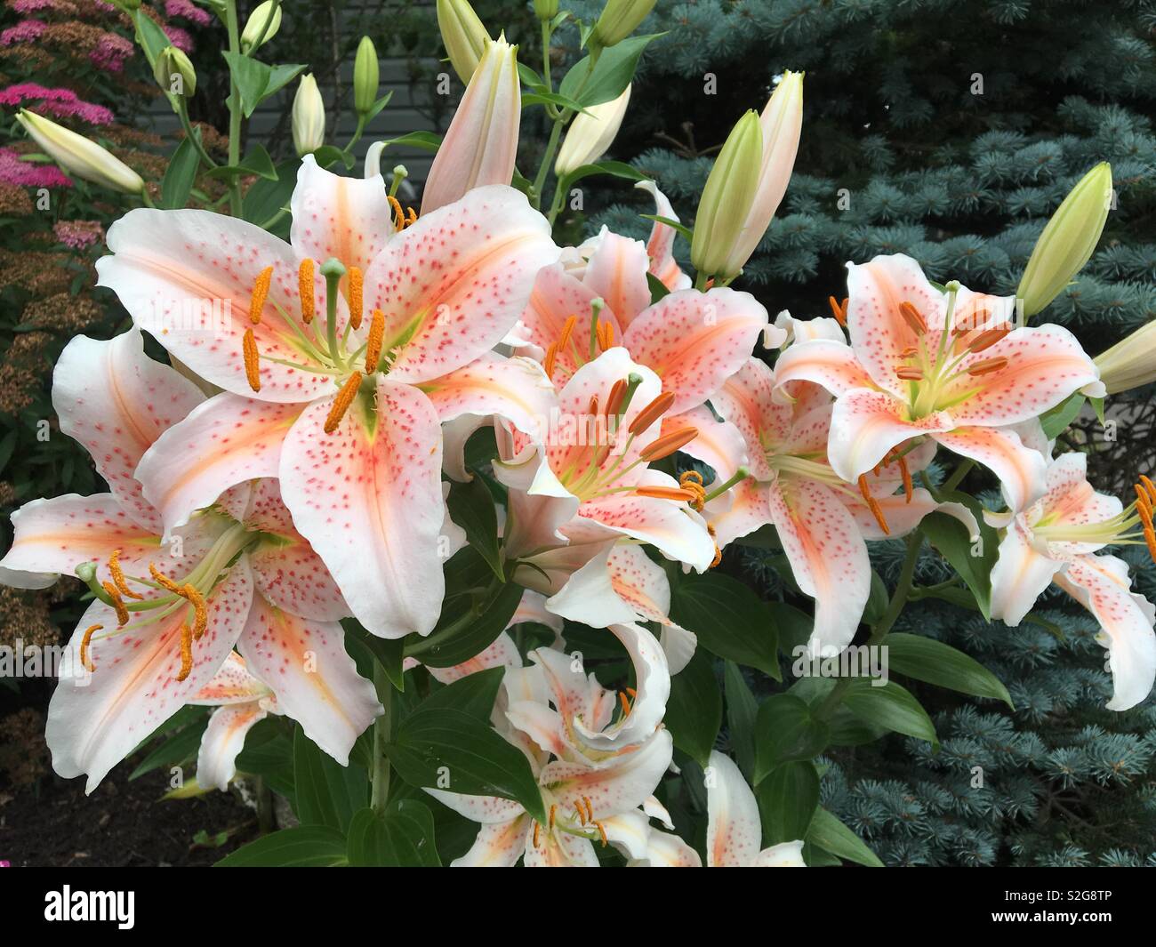 Lillies in summer garden - Smartphone Captured Stock Image