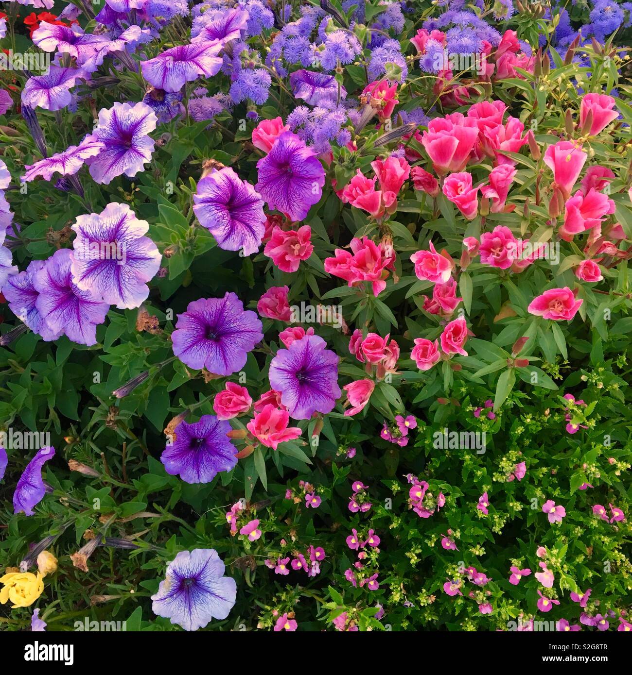 Petunias in flowering garden Stock Photo