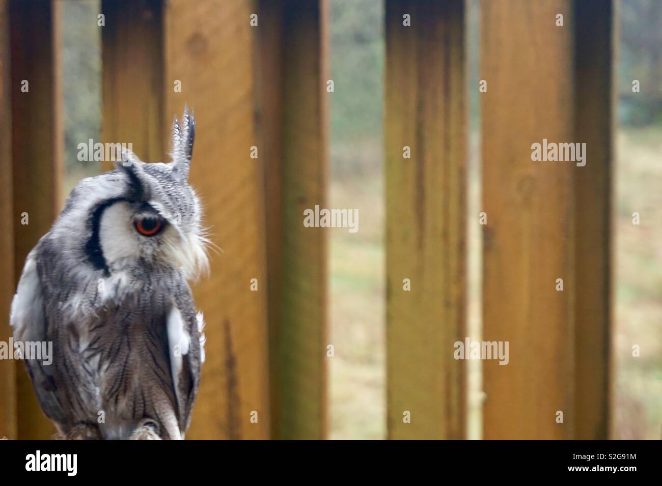 Small owl in front of fence Stock Photo Alamy