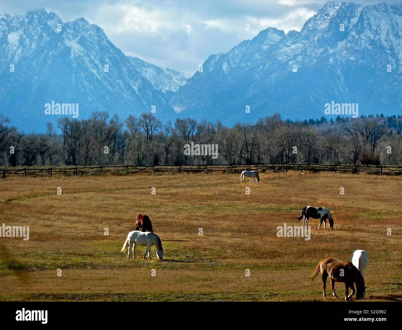 Horses grazing in the valley below the grand Teton mountains in Wyoming USA - Smartphone Captured Stock Image