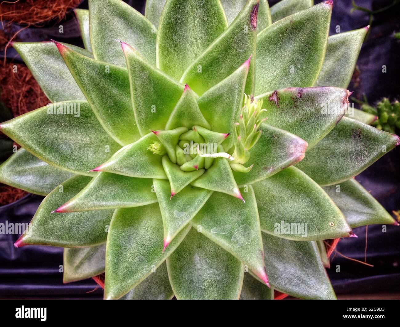 Top down shot of a succulent plant in a pot. Stock Photo