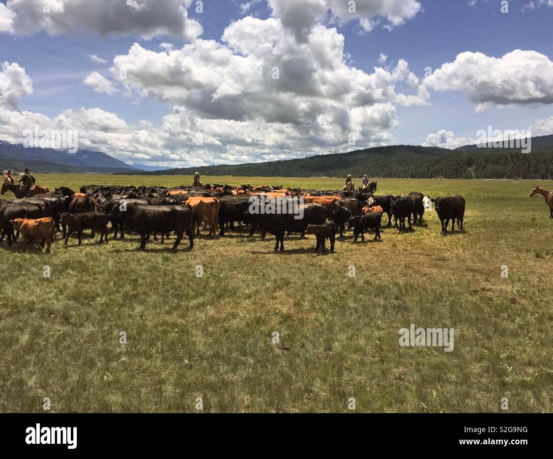 Wyoming cattle Roundup Stock Photo Alamy