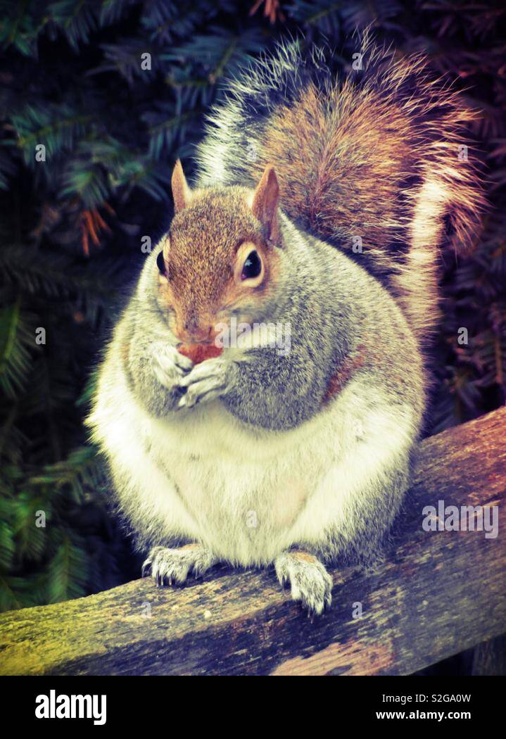 Fat Squirrel Stock Photos Fat Squirrel Stock Images Page 3 Alamy