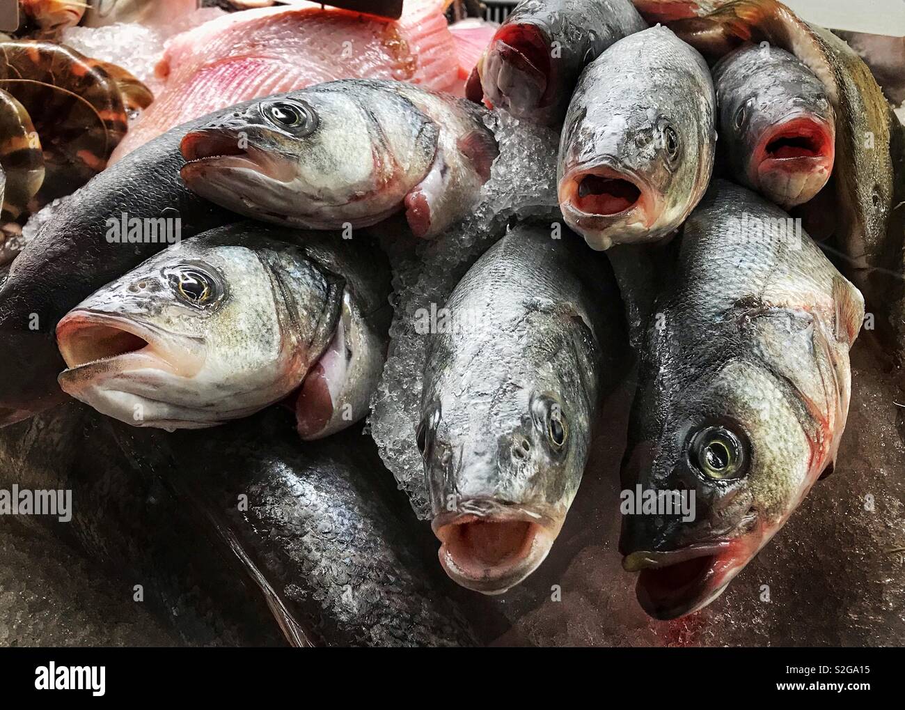 Fresh sea bass Stock Photo