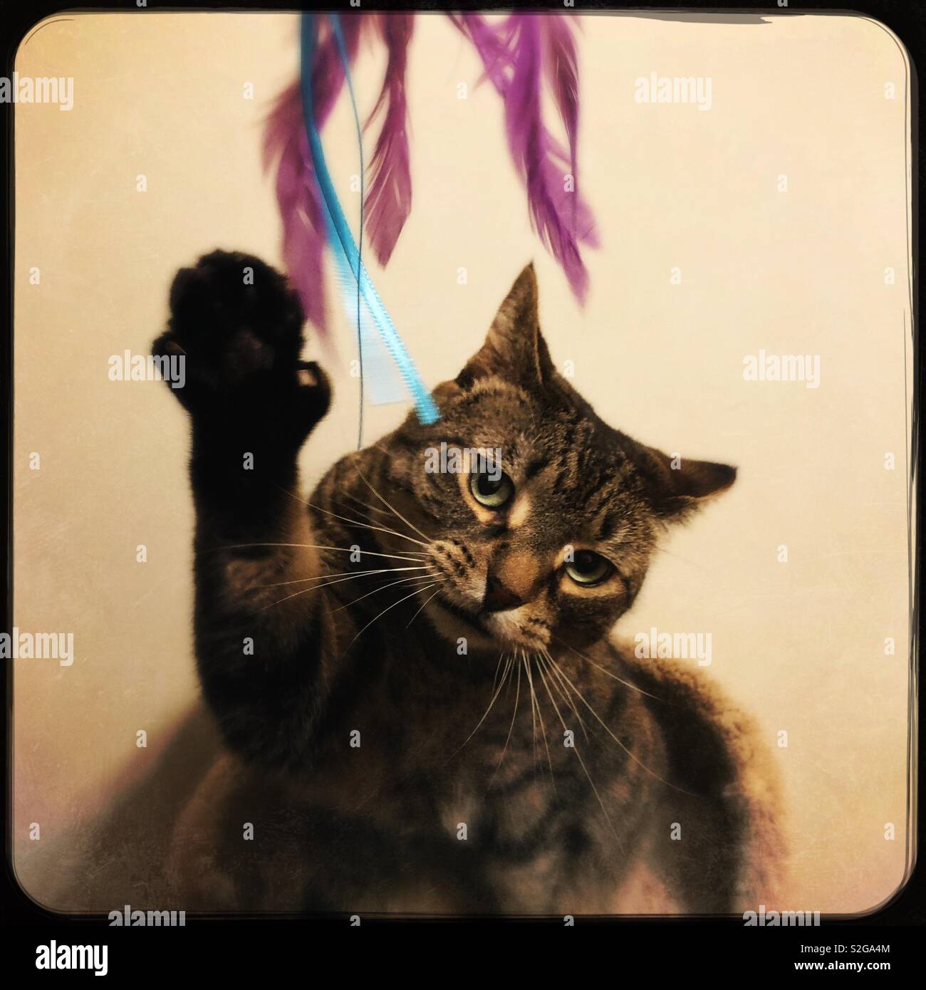 My cat Tasha holding up her right right paw while playing with feathers Stock Photo Alamy