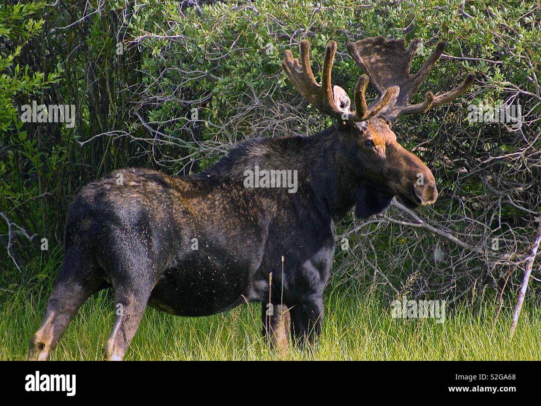 Profile of an old mature bull moose wondering the backwoods of Wyoming - Smartphone Captured Stock Image