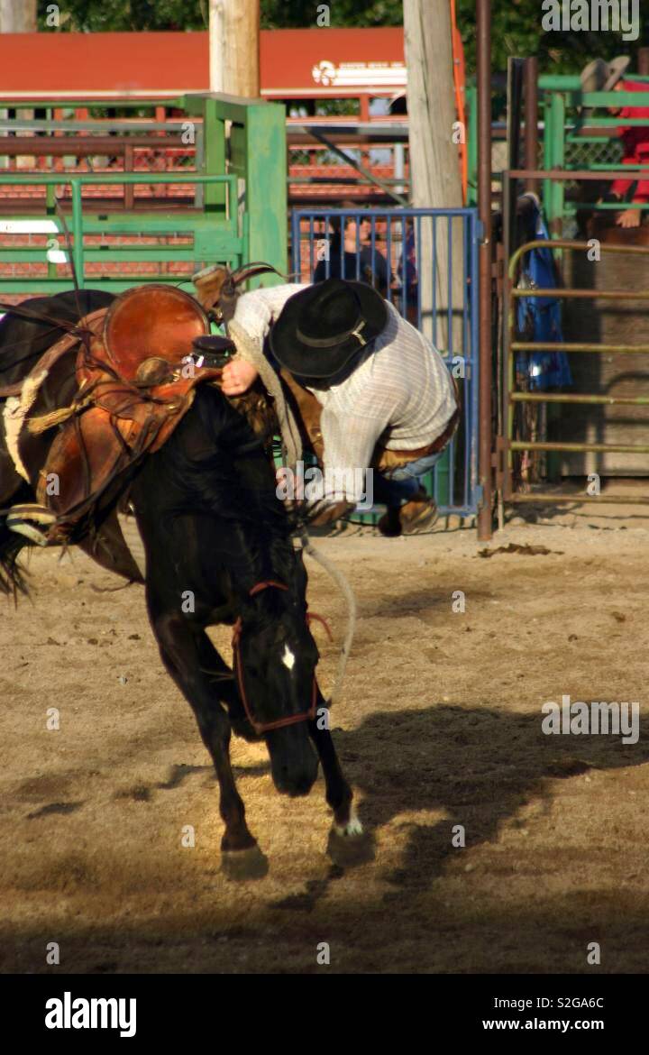 Wyoming cowboy riding a Bucking bronco at a rodeo. Great action. - Smartphone Captured Stock Image