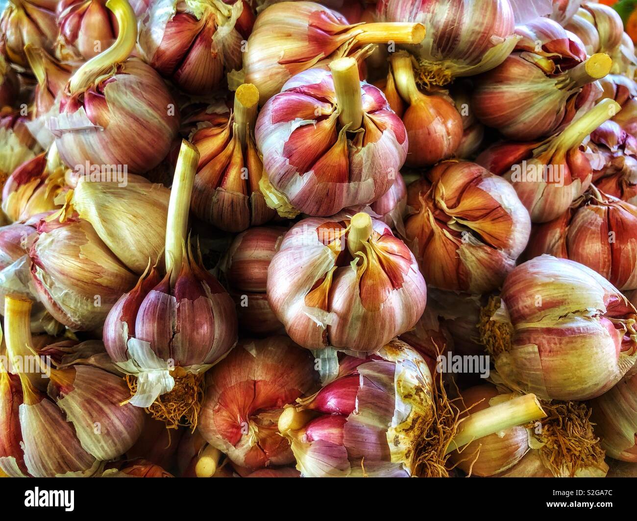 Bulbs of garlic for sale in Agadir, Morocco, Africa - Smartphone Captured Stock Image