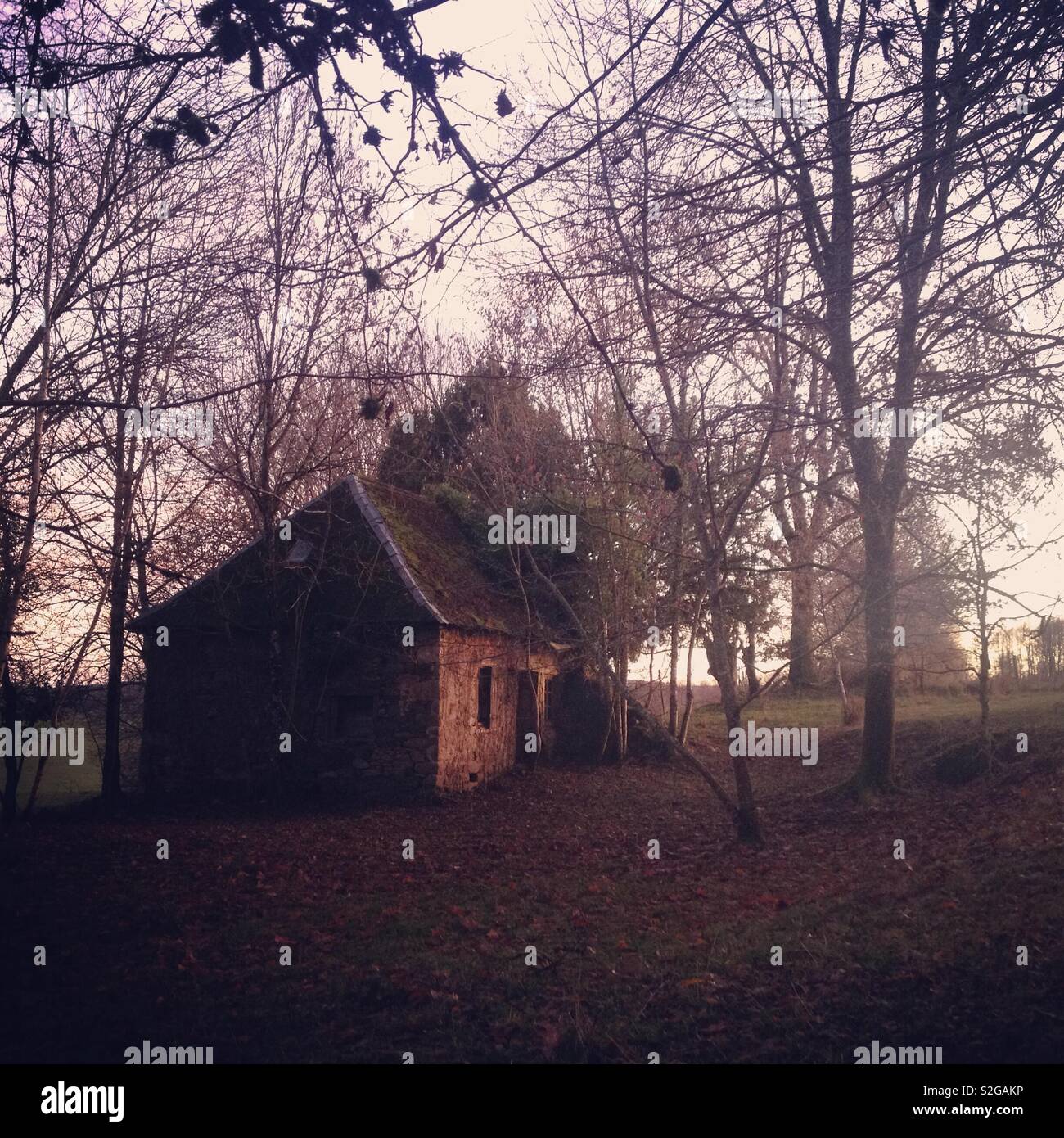 Little house in the forest - Smartphone Captured Stock Image