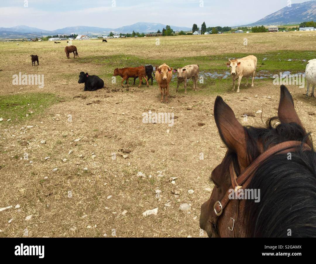 View of cattle herd over the head of the Cowboys horse Wyoming USA - Smartphone Captured Stock Image