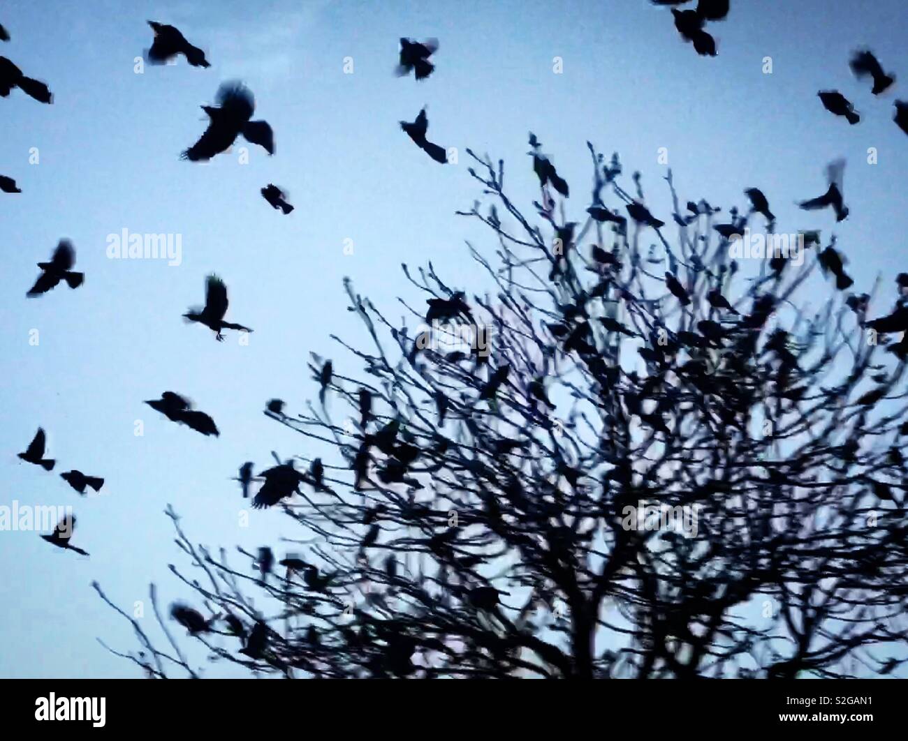 Blackbirds flying in Tequisquiapan, Queretaro, Mexico - Smartphone Captured Stock Image Blackbirds flying in Tequisquiapan, Queretaro, Mexico - Smartphone Captured Stock Image