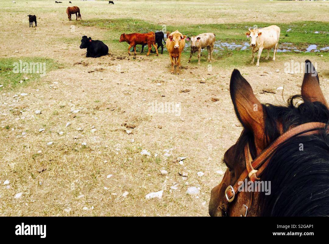 Are you from Ryder saddle looking upon heard of cattle in Wyoming USA - Smartphone Captured Stock Image