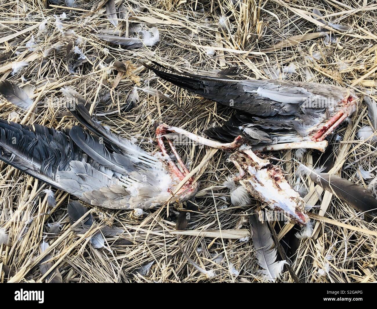 bird carcass Stock Photo