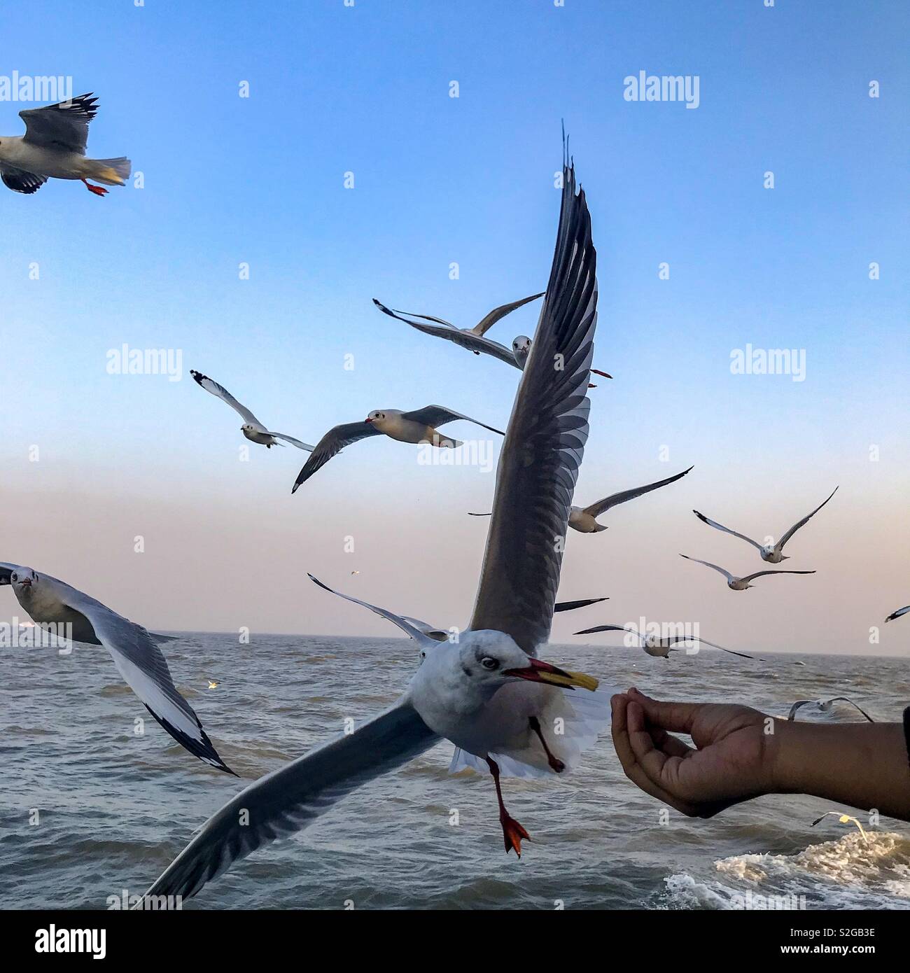 passenger-feeding-seal-gulls-during-boat-ride-in-mumbai-india-stock