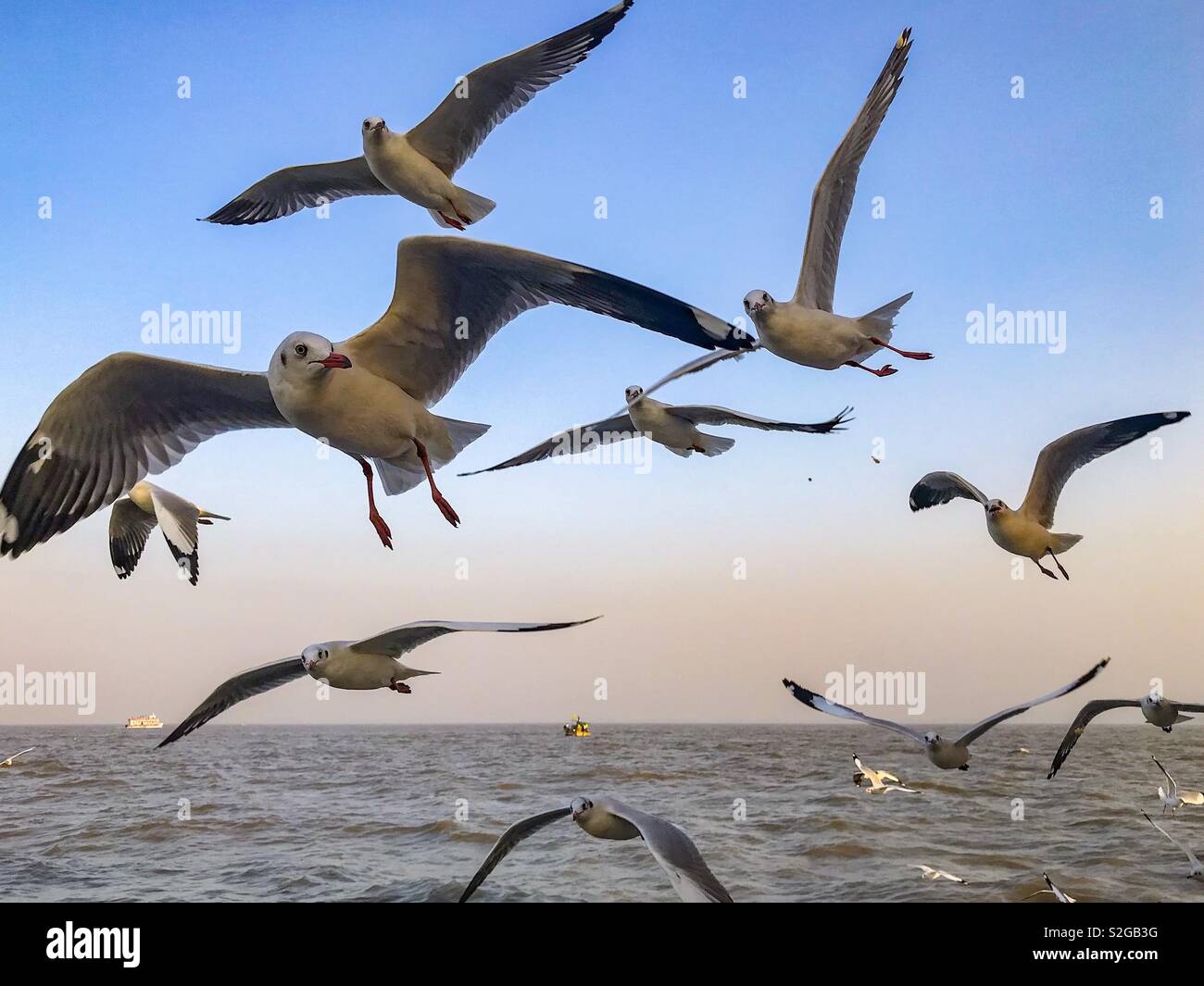 Birds in flight, sea gulls arrives at shore during winter in  mumbai. - Smartphone Captured Stock Image