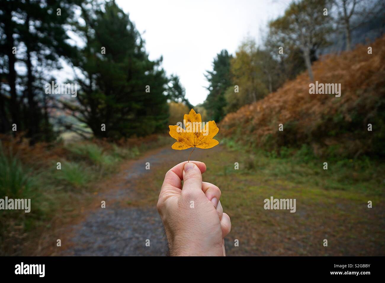 hand with beautiful yellow tree leaf Stock Photo