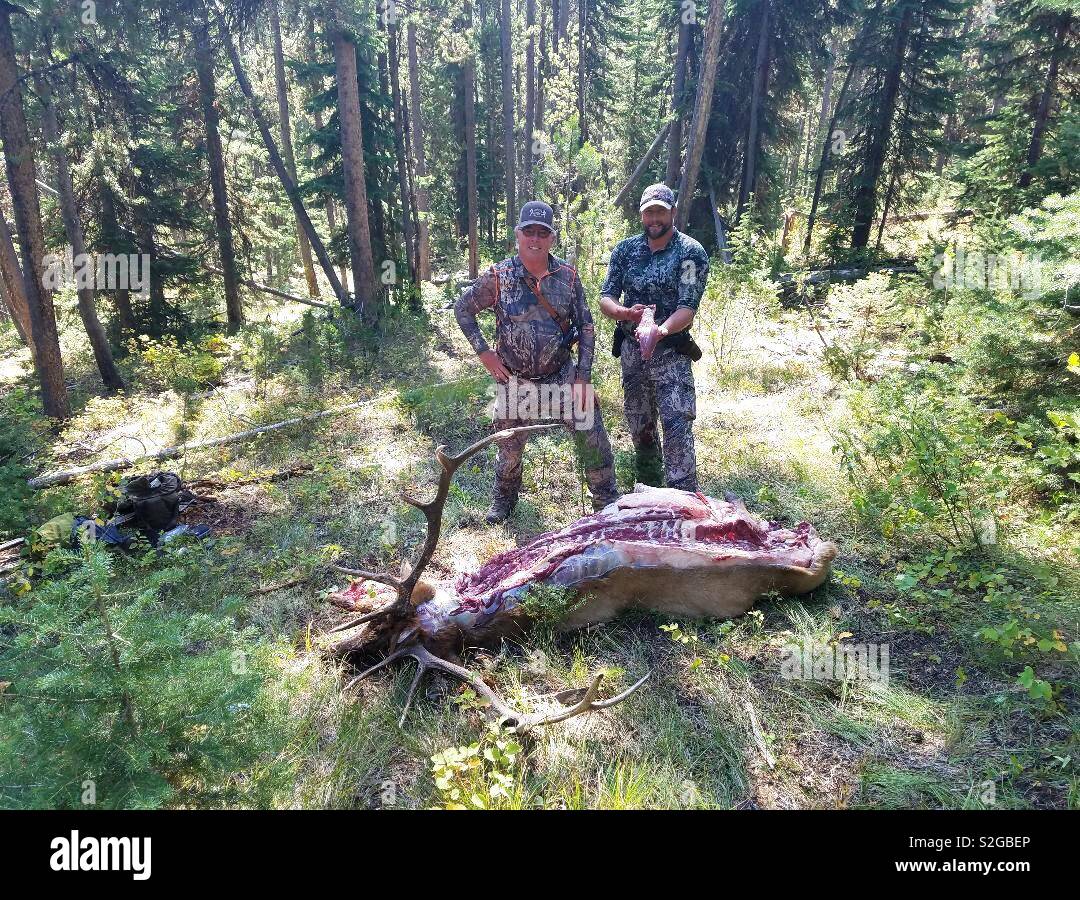 Huge bull elk shot by Wyoming hunters. Here they’ve just finished dressing the animal. Elk is excellent to eat Stock Photo