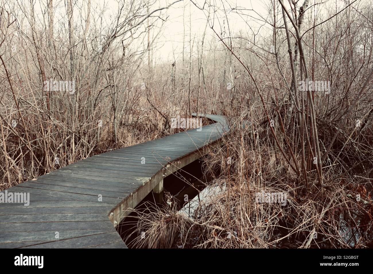 Nature walk pathway through wetlands Stock Photo
