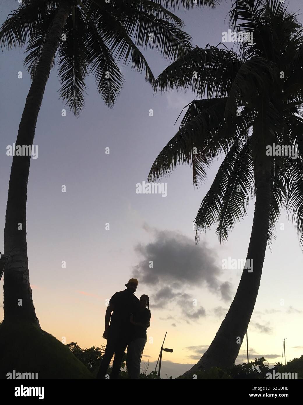 Palm tree love Stock Photo - Alamy