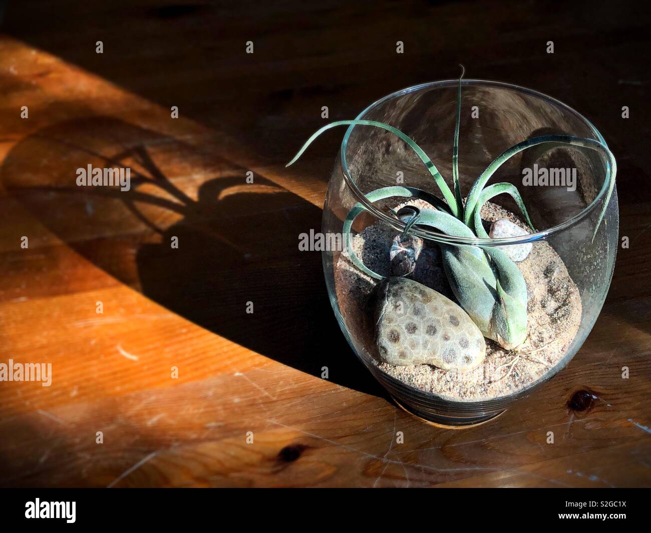 A tillandsia plant in a terrarium. Stock Photo