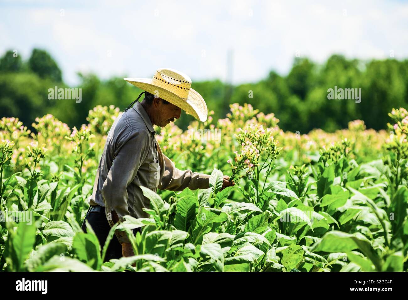 Immigrant worker in a tobacco field in Virginia. - Smartphone Captured Stock Image