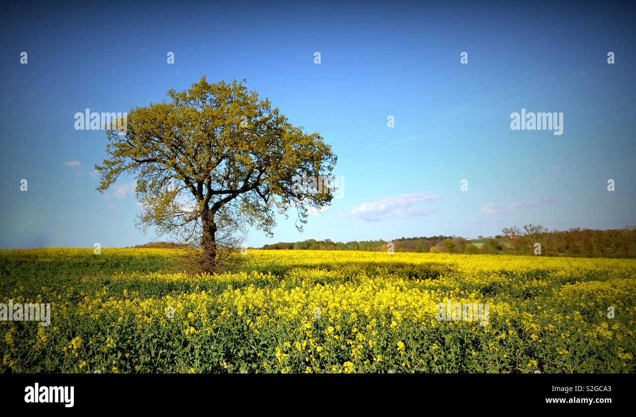Fields of gold Stock Photo
