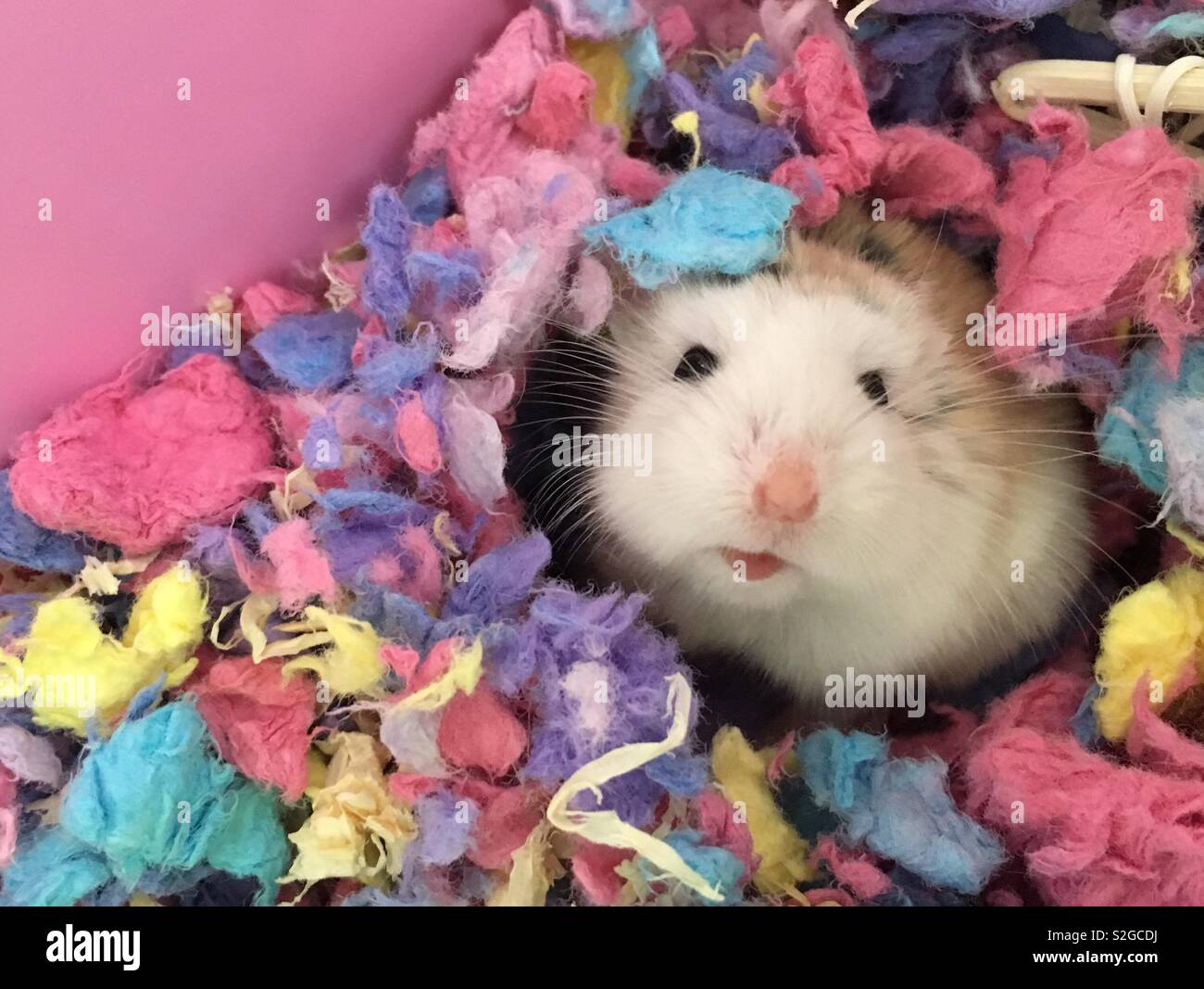 Roborovski Dwarf Hamster hiding in multicoloured bedding. Stock Photo